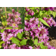 КАТ.№ 100450 Deutzia hybrida 'Strawberry Fields' 40/60 Ягодова ливада