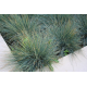 КАТ.№ 100509 Festuca glauca 'Elijan Blue'