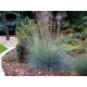 КАТ.№ 100509 Festuca glauca 'Elijan Blue'