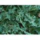 КАТ.№ 100620 Juniperus hor. 'Wiltonii' 20/30