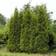 КАТ.№ 101070 Thuja occ. 'Brabant' 20/30