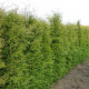 КАТ.№ 101070 Thuja occ. 'Brabant' 20/30