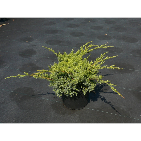 КАТ.№ 100647 Juniperus sq. 'Holger' 20/30