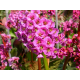 КАТ.№2008 Bergenia cordifolia Rotblum co 1l 