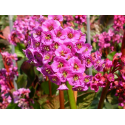 Бергиниа Bergenia cordifolia Rotblum 