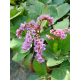 КАТ.№2008 Bergenia cordifolia Rotblum co 1l 