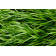 КАТ.№2037 Hakonechloa macra 