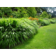 КАТ.№2037 Hakonechloa macra 