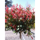 КАТ.№ 100821 Photinia fr. 'Red Robin' hedge 90cm