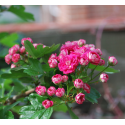  Crataegus laevigata Pauls Scarlet Глог Мидланд