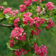  Каталожен номер №109129 Crataegus laevigata Pauls Scarlet Глог Мидланд