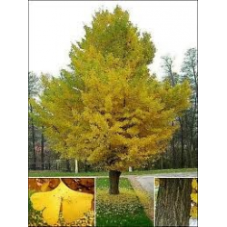 Acer cappadocicum "Aureum" 200/250 