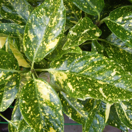 Aucuba Japonica Variegata