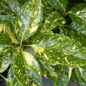  Aucuba Japonica Variegata АКУБА