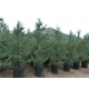 КАТ.№ 100422 Cupressocyparis leylandii hedge 90 cm