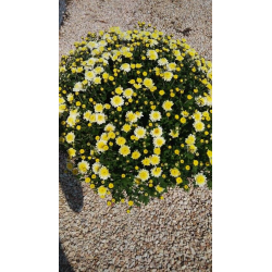 КАТАЛОЖЕН НОМЕР № 103 871 Chrysanthemum Хризантема
