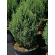 КАТ.№ 100599 Juniperus chin. 'Stricta' 100/120