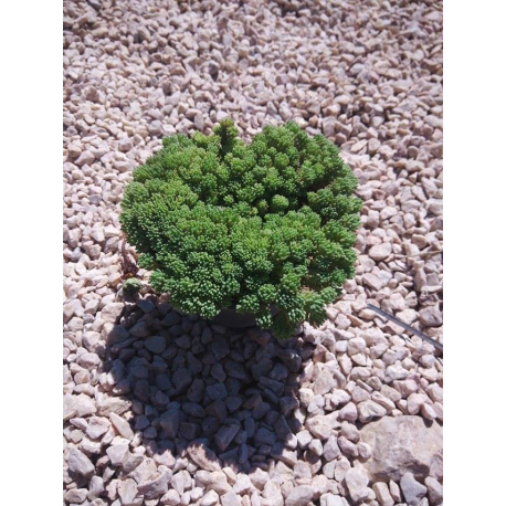 Sedum Седум