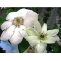  Clematis Krolowa Jadwiga