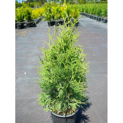 КАТАЛОЖЕН № 109334 Thuja occ. Pyramidalis Compacta