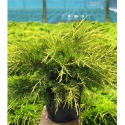  Juniperus chin.Kuriwao Gold Юниперус