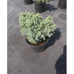 КАТАЛОЖЕН № 10903 Juniperus 'Blue Star' Юниперус