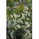 Aronia prunifolia 'Viking'