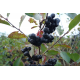 Aronia prunifolia 'Viking'