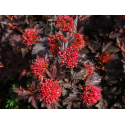 Физукарпус Physocarpus op. 'Andre' 20/30