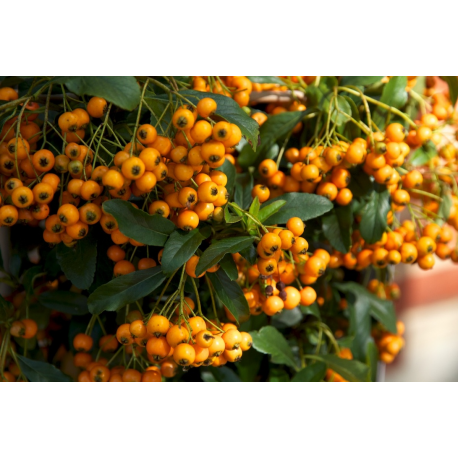 Pyracantha 'Golden Charmer'