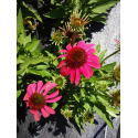 Echinacea Pink (Ехинацея розова)