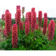 Lupinus Red Shades