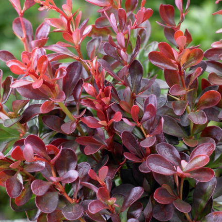 Berberis thunb. 'Atropurpurea' 20/30