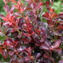  Berberis thunb. 'Atropurpurea' -Берберис