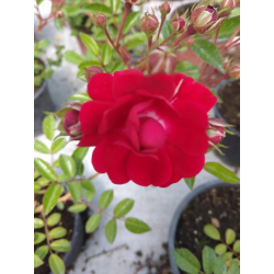 Rosa mini почвопокривна роза