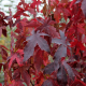 Liquidambar ЛИКВИДАМБАР