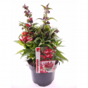  Penstemon polaris Red