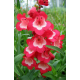  Penstemon polaris Red