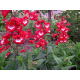  Penstemon polaris Red