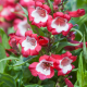  Penstemon polaris Red