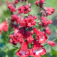  Penstemon polaris Red