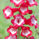  Penstemon polaris Red