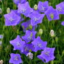 Campanula carpatica Кампанула