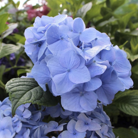 Hydrangea macr. Nikko Blue