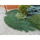 Juniperus "Ice blue" хвойна