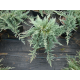 Хвойна Juniperus Blue Chip