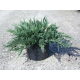 Хвойна Juniperus Blue Chip