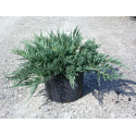 Хвойна Juniperus Blue Chip