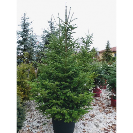 Abies nordmanniana 230 см.Кавказка ела