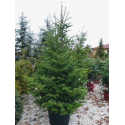 Abies nordmanniana 230 см.Кавказка ела